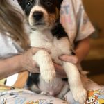 Microchipping Blackpool