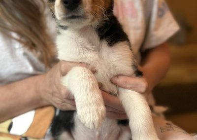 Microchipping Thornton Cleveleys