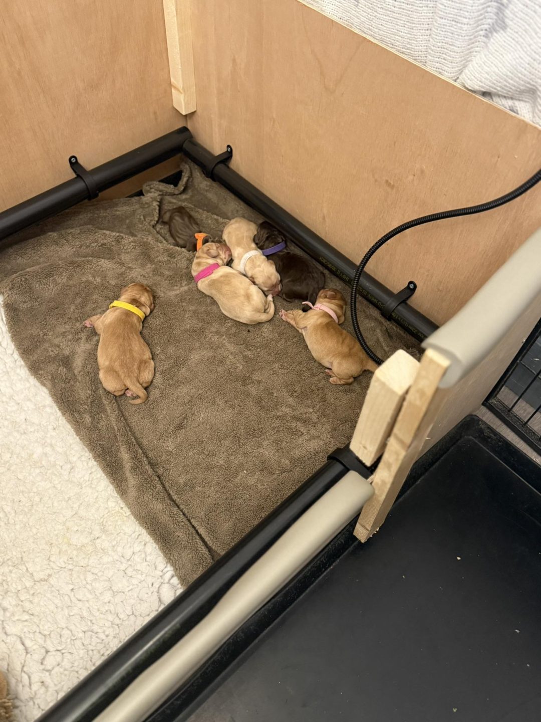 Breeding Support Poulton