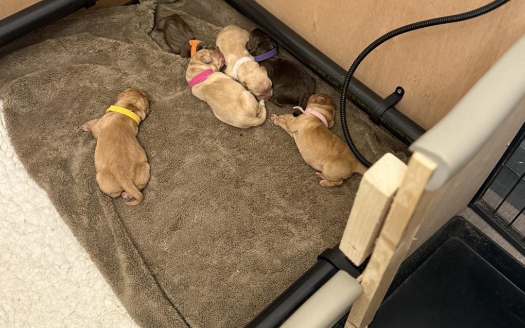 Breeding Support Poulton