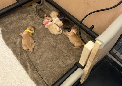 Breeding Support Poulton