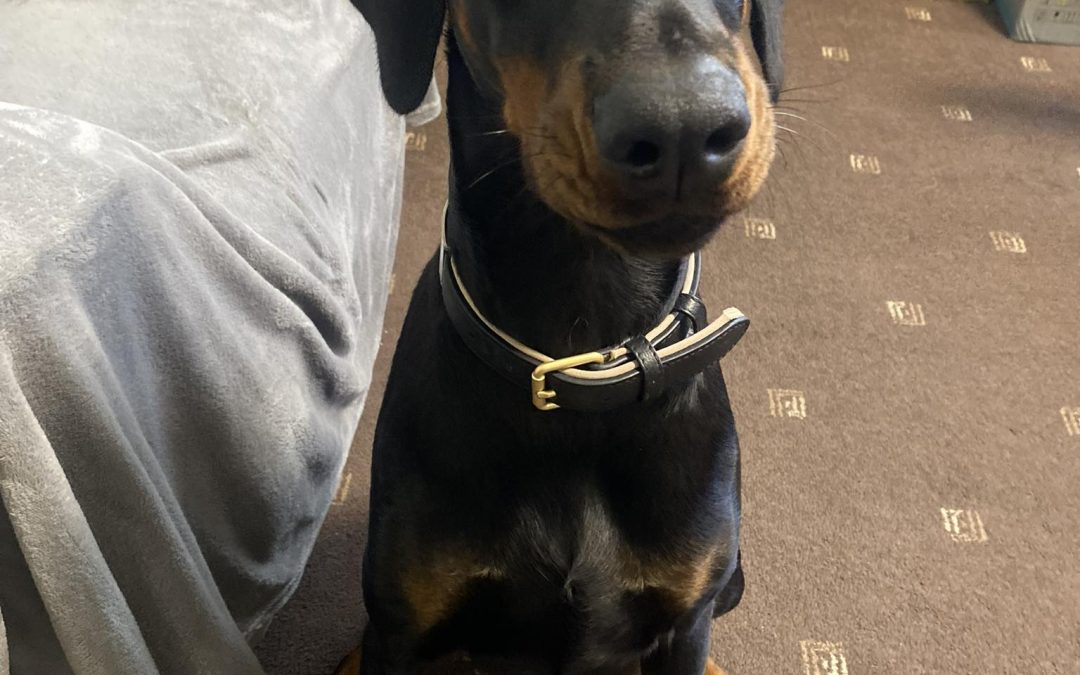 Dog Progesterone Test Accrington