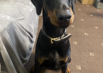 Dog Progesterone Test Accrington