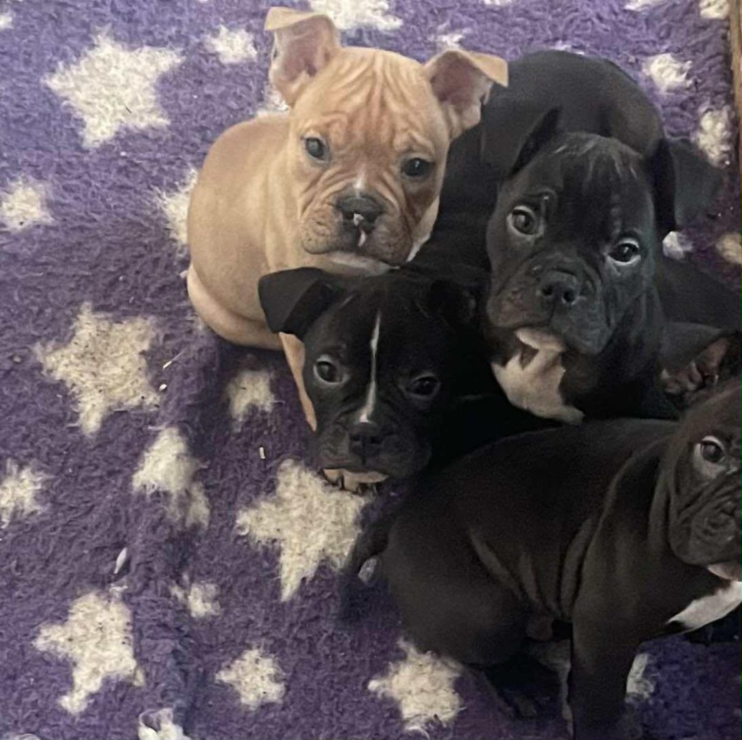 Puppy Chipping Preston