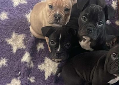 Puppy Chipping Preston