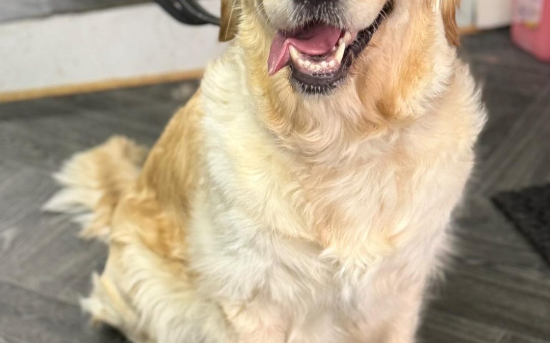 Progesterone Blood Test Blackburn