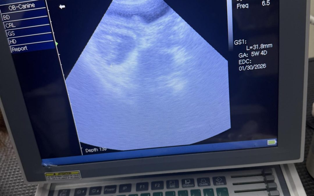 Mobile Pet Ultrasound Blackburn