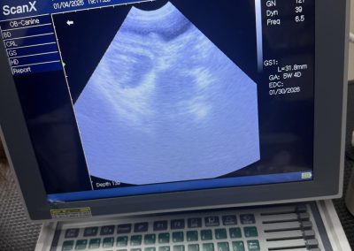 Mobile Pet Ultrasound Blackburn