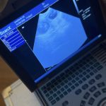 Dog Ultrasound Catforth