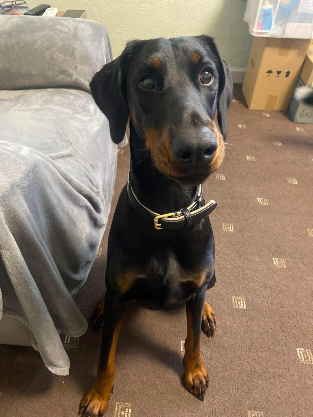 Dog Ultrasound Scan Accrington