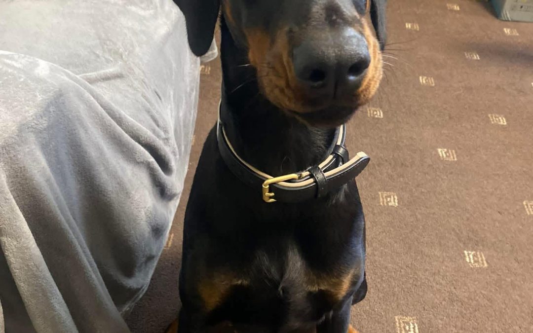 Dog Ultrasound Scan Accrington