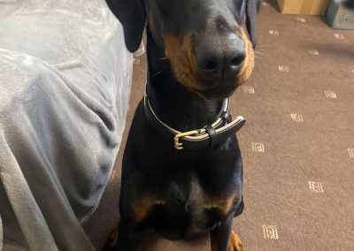 Dog Ultrasound Scan Accrington