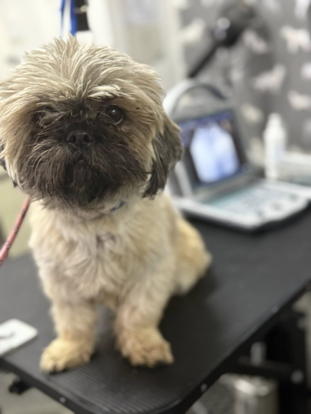 Dog Ultrasound Catforth