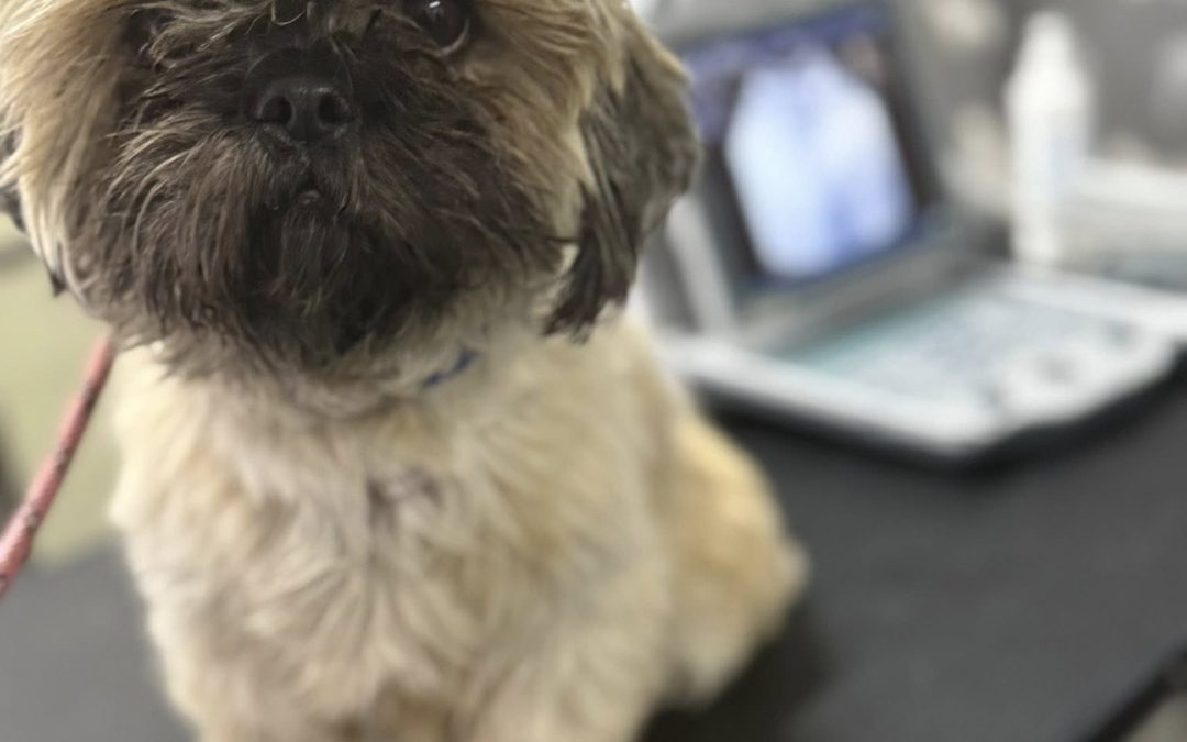 Dog Ultrasound Catforth