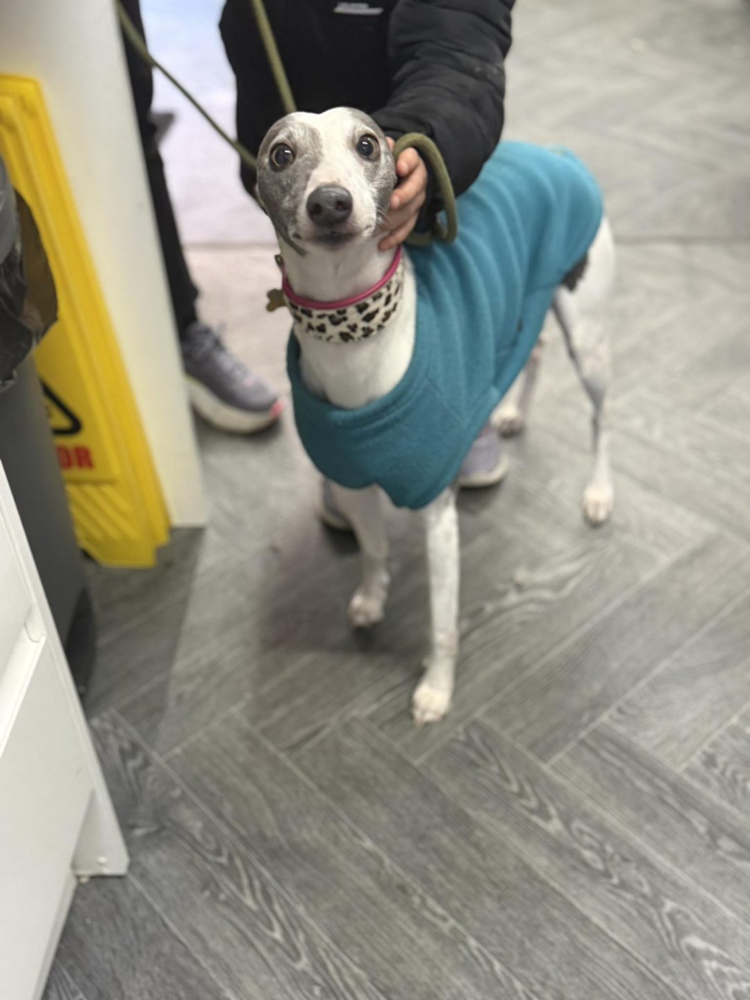 Breeding Tests Accrington