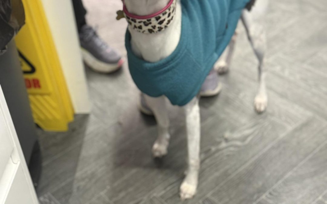 Breeding Tests Accrington