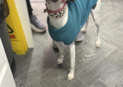 Breeding Tests Accrington