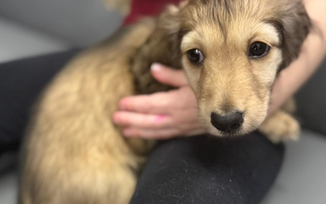 Puppy stim Blackpool