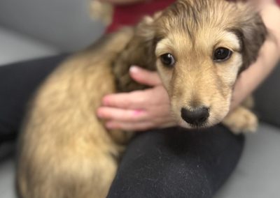 Puppy stim Blackpool