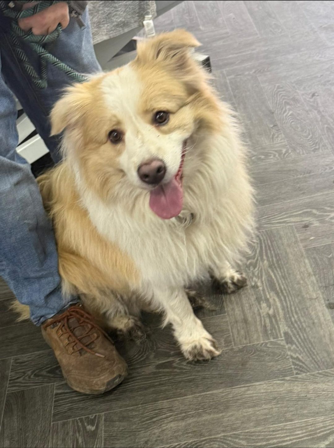 Assisted Dog Mating Preston