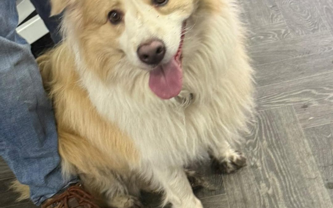 Assisted Dog Mating Preston