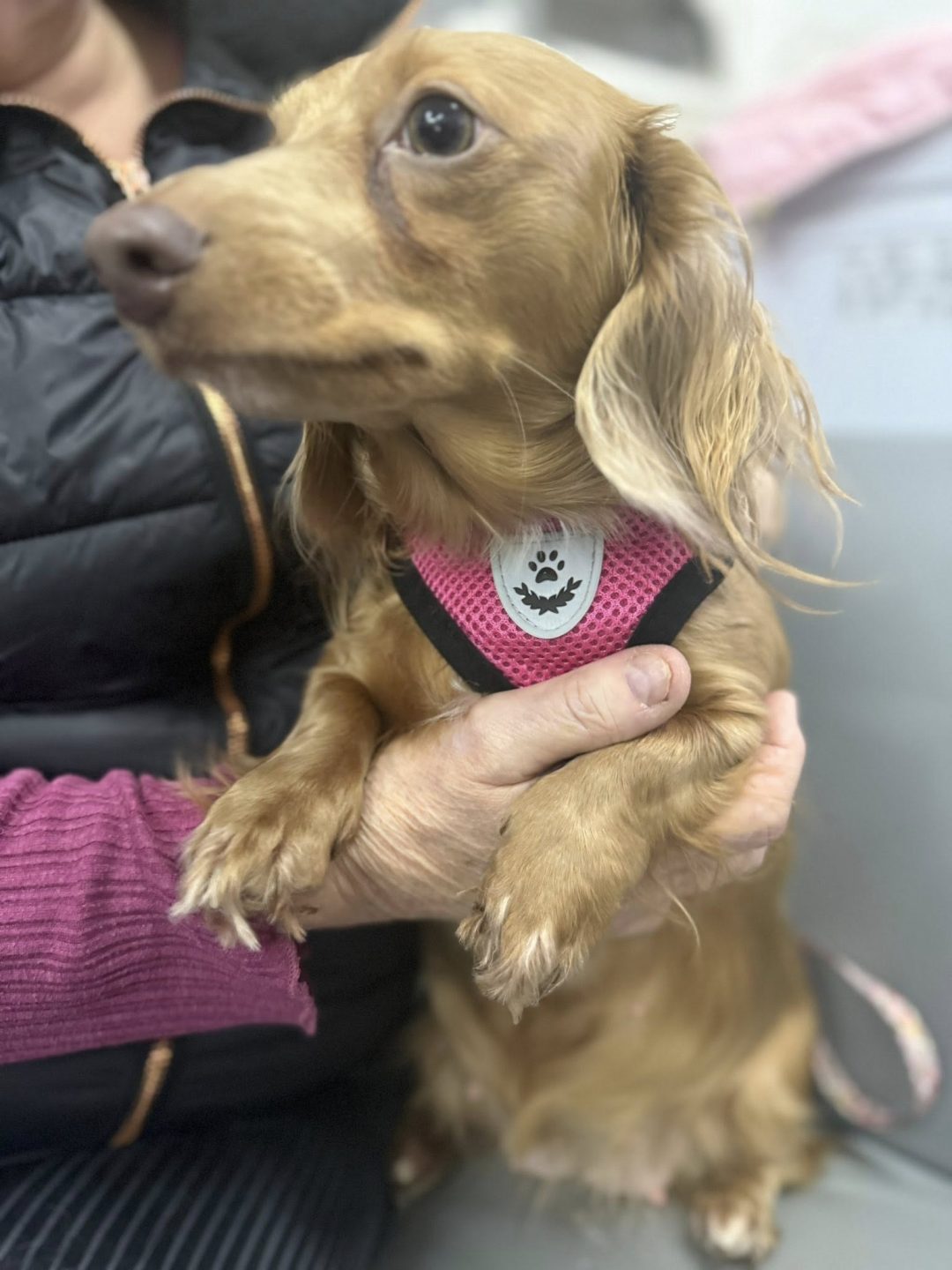 Puppy Confirmation Blackpool