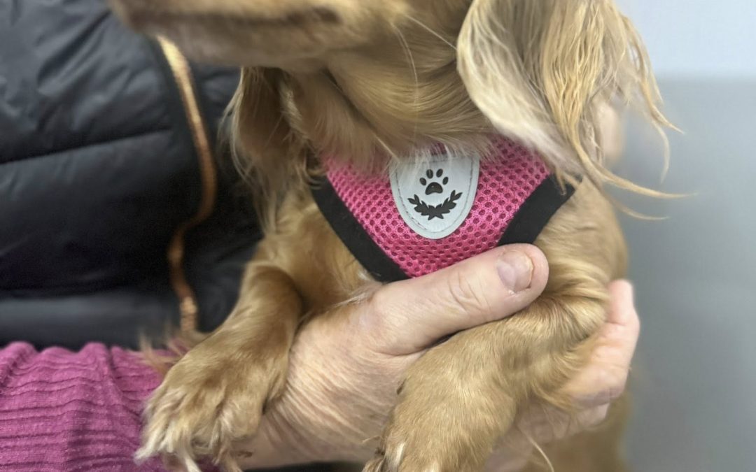 Puppy Confirmation Blackpool