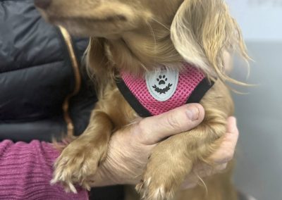 Puppy Confirmation Blackpool