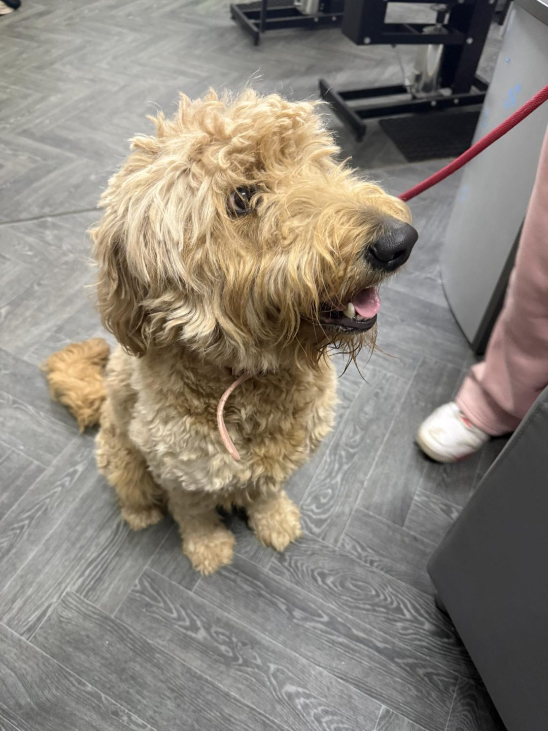 Stud Dog Service Preston