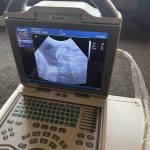 Dog Fertility Knott End