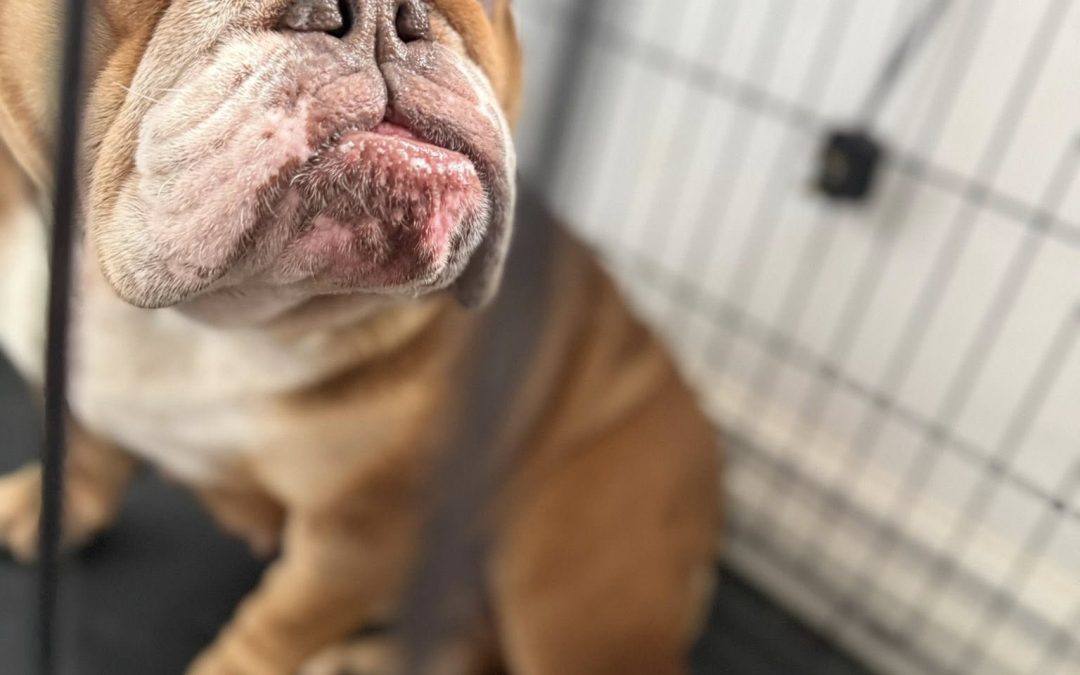 Canine Fertility Knott End