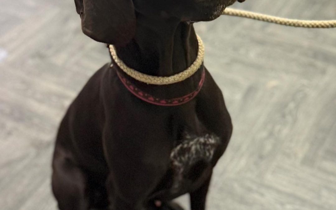 Progesterone Blood Test Morecambe