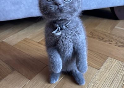 Kittens Morecambe