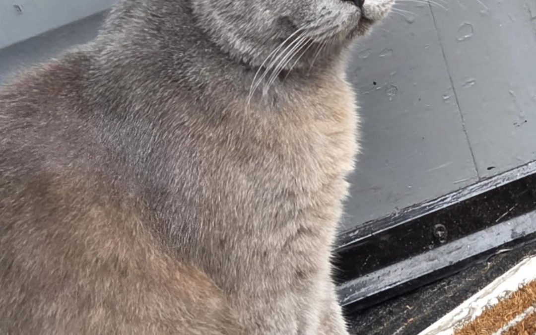 British short-haired Stud Preston