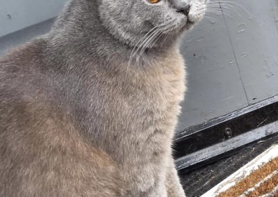 British short-haired Stud Preston
