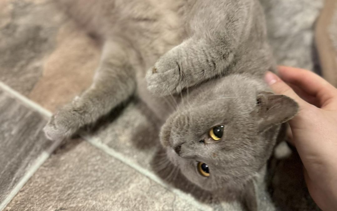 British short-haired Cats Preston