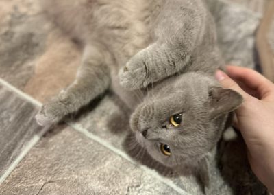 British short-haired Cats Preston