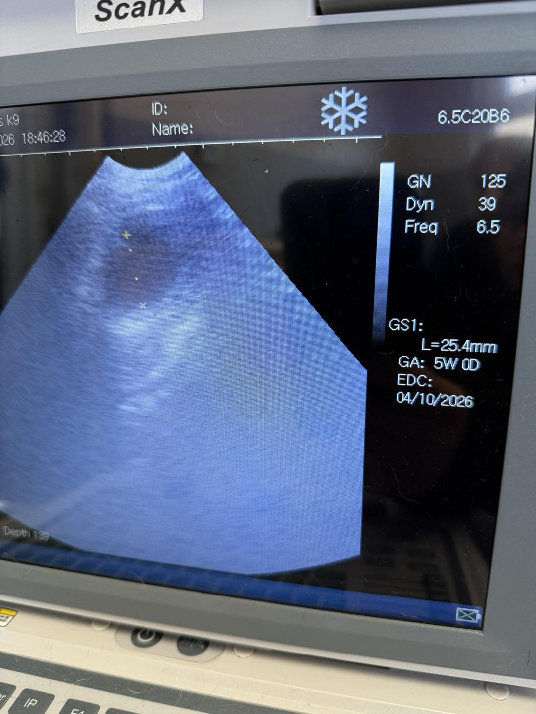 Dog Ultrasound Presall