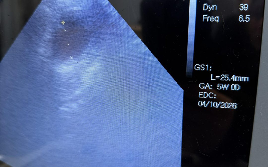 Dog Ultrasound Presall