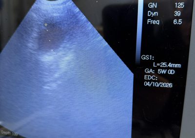 Dog Ultrasound Presall