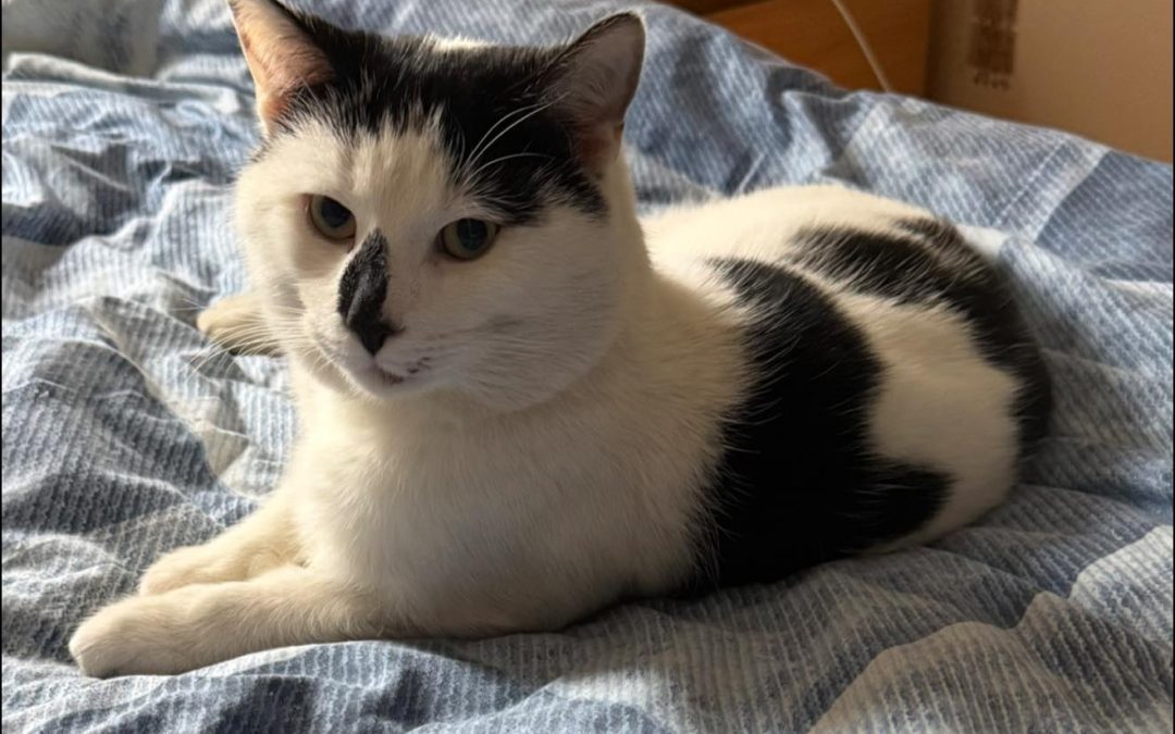 Cat Microchipping Chorley