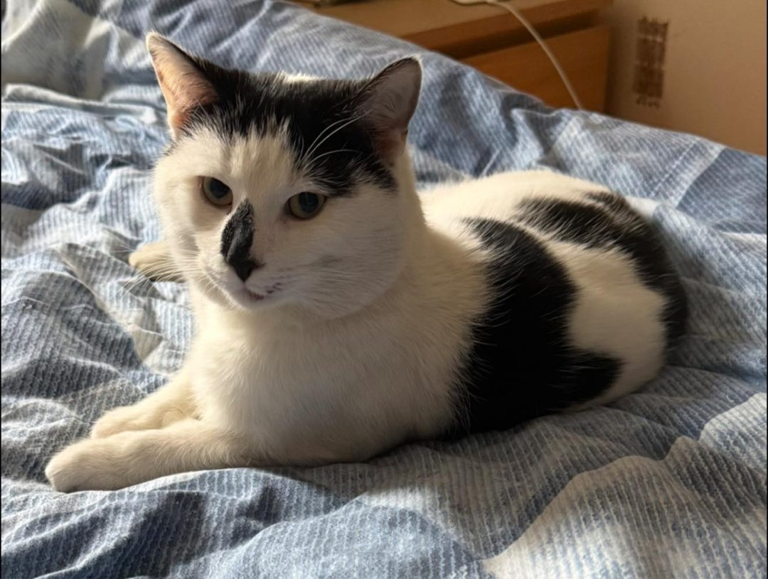 Cat Microchipping Chorley