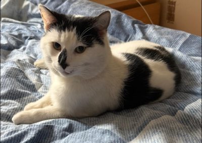 Cat Microchipping Chorley