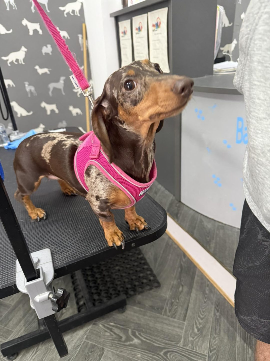 Mini Dachshund Breeding Preston