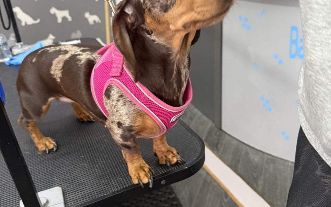 Mini Dachshund Breeding Preston