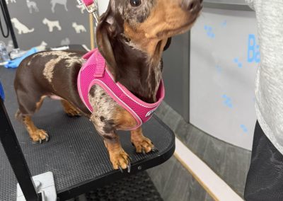 Mini Dachshund Breeding Preston