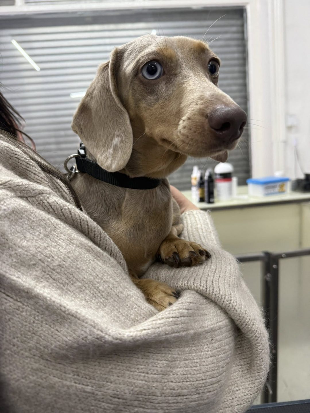 Mini Dachshund Breeding Preston