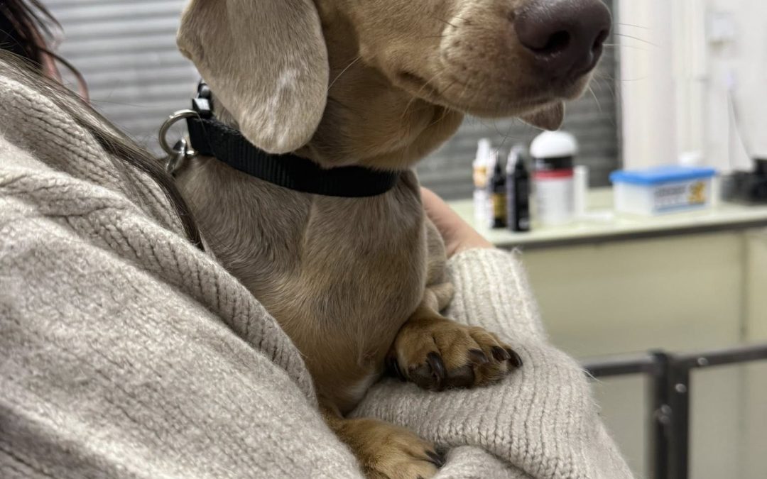 Miniature Dachshund Breeding Preston