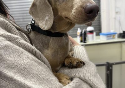 Miniature Dachshund Breeding Preston