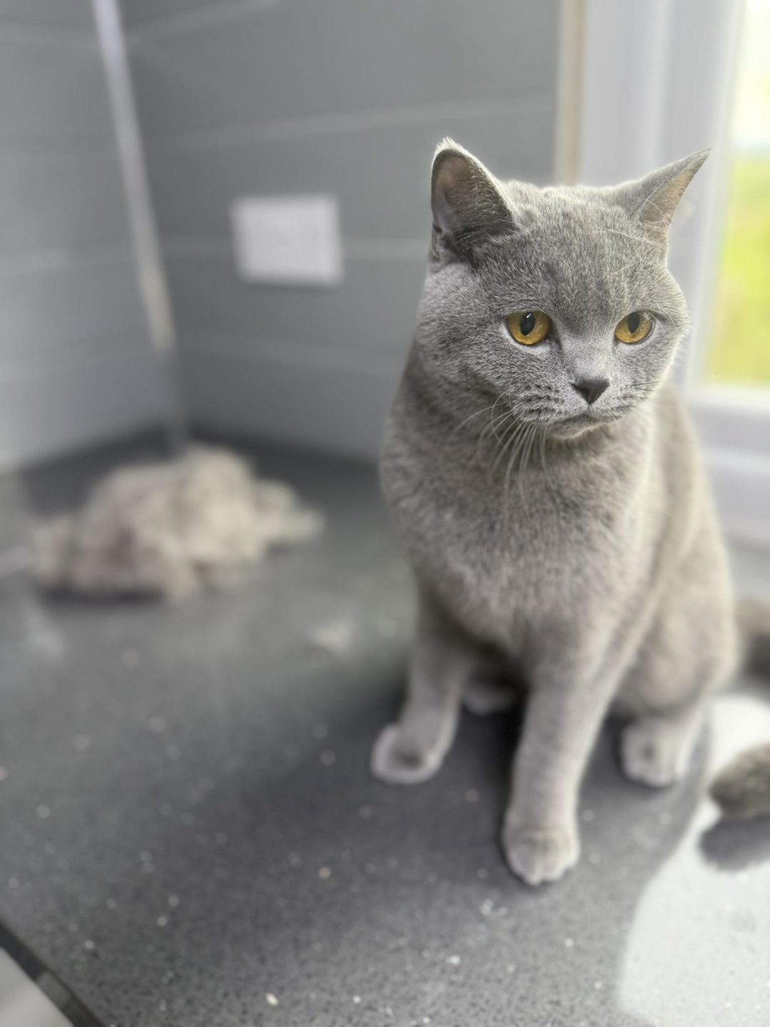 Cat Grooming Preston